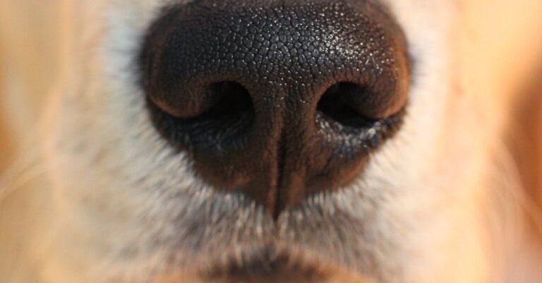 How to Select the Best Flea and Tick Treatments