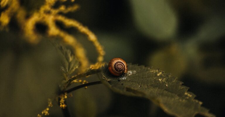 Unraveling the mysteries of snails: what makes these creatures truly unique